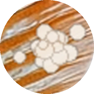 Lymphocystis close-up