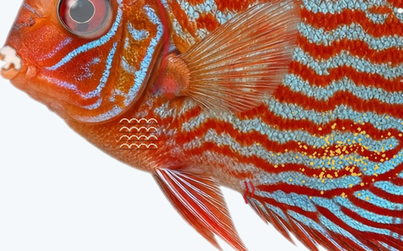 Malawi Bloat in a freshwater fish