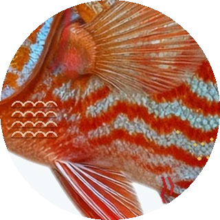 Malawi Bloat close-up