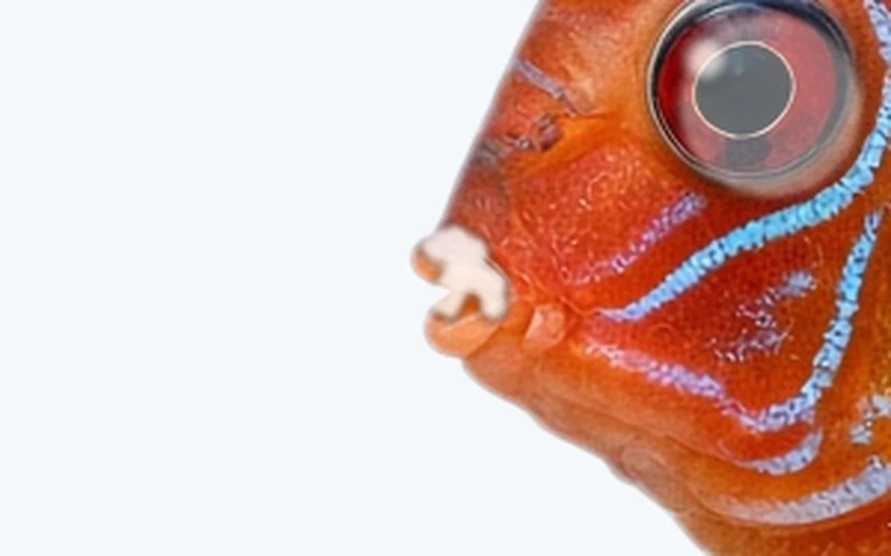 Mouth Fungus in a freshwater fish