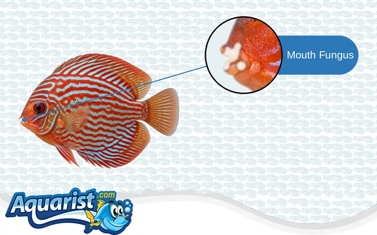 Mouth Fungus in a freshwater fish