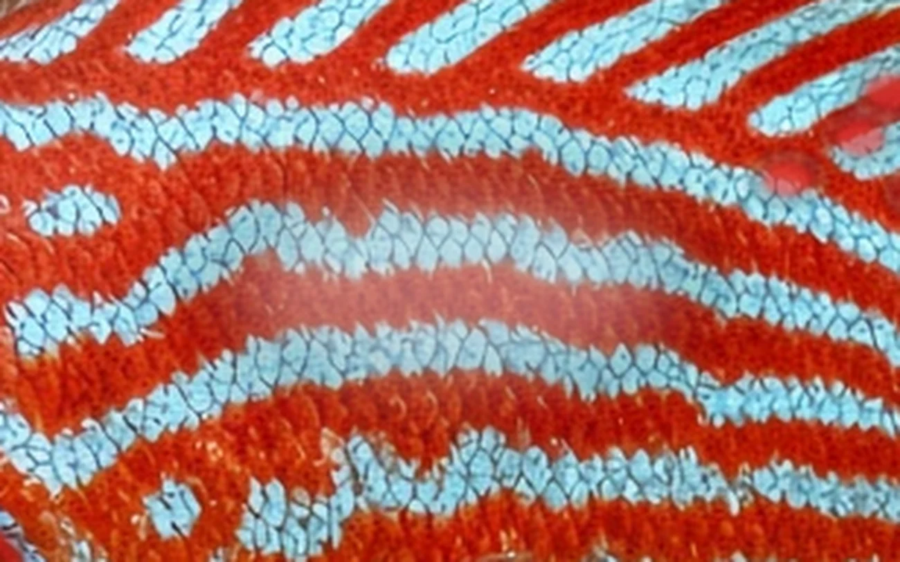 Neon Tetra Disease in a freshwater fish