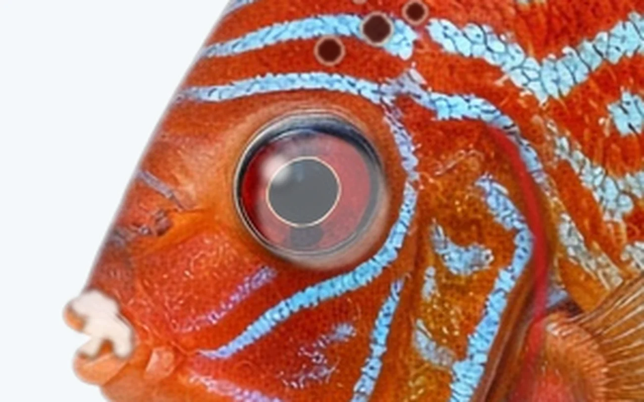 Pop-Eye in a freshwater fish