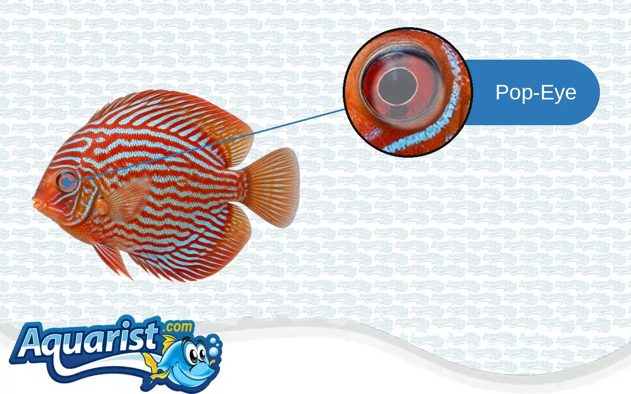 Pop-Eye in a freshwater fish