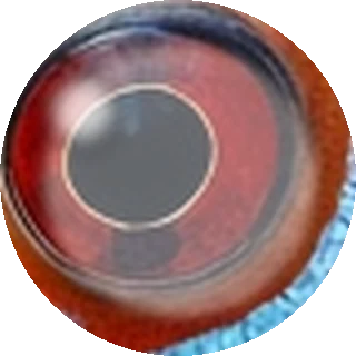 Pop-Eye close-up