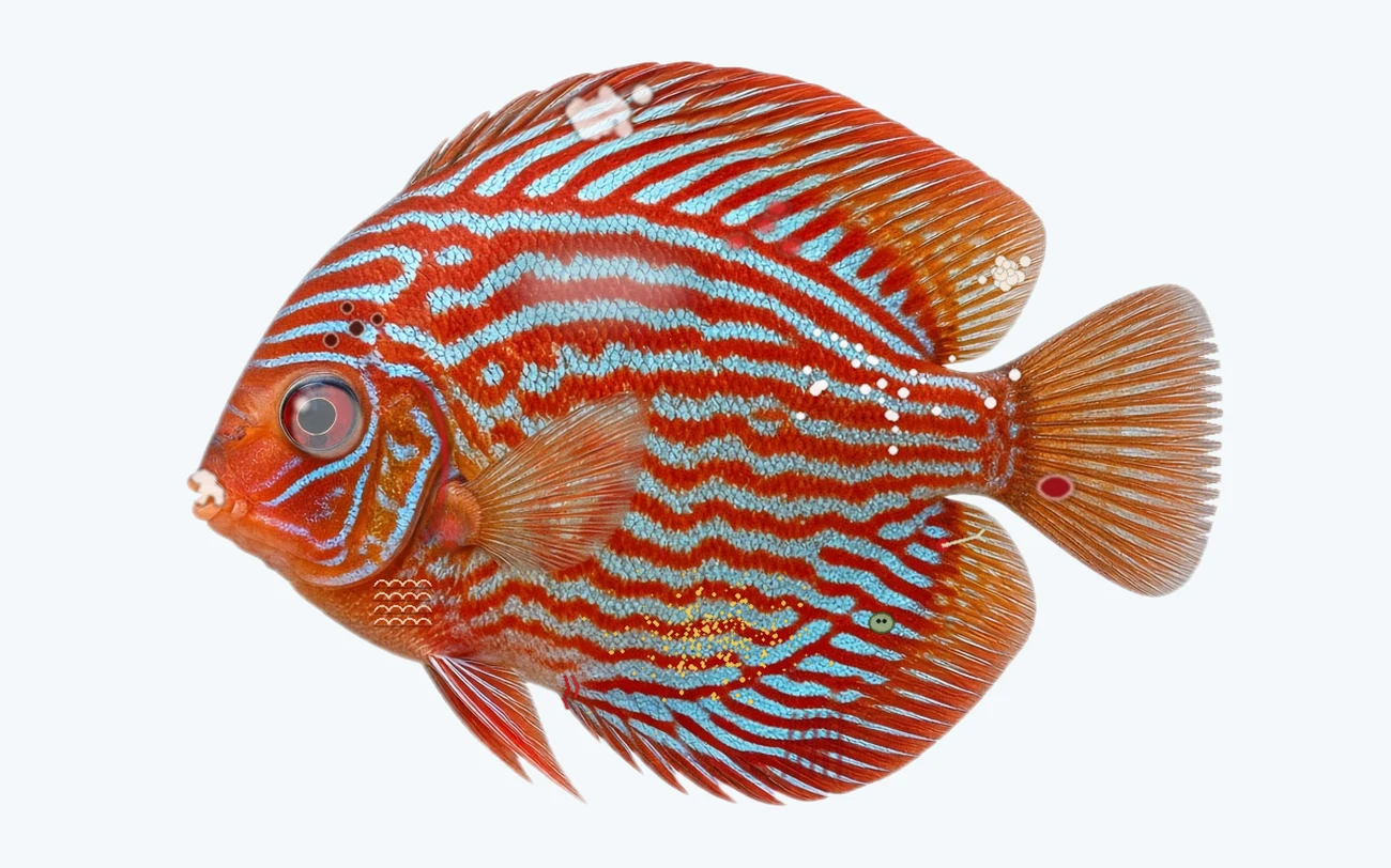 Swim Bladder Disorder in a freshwater fish
