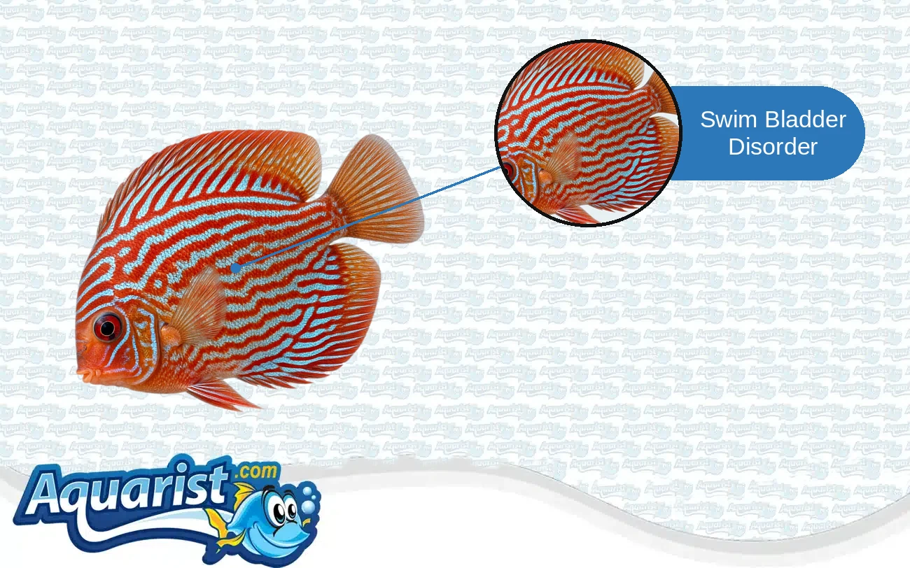 Swim Bladder Disorder in a freshwater fish
