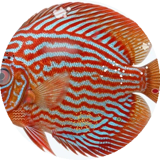 Swim Bladder Disorder close-up