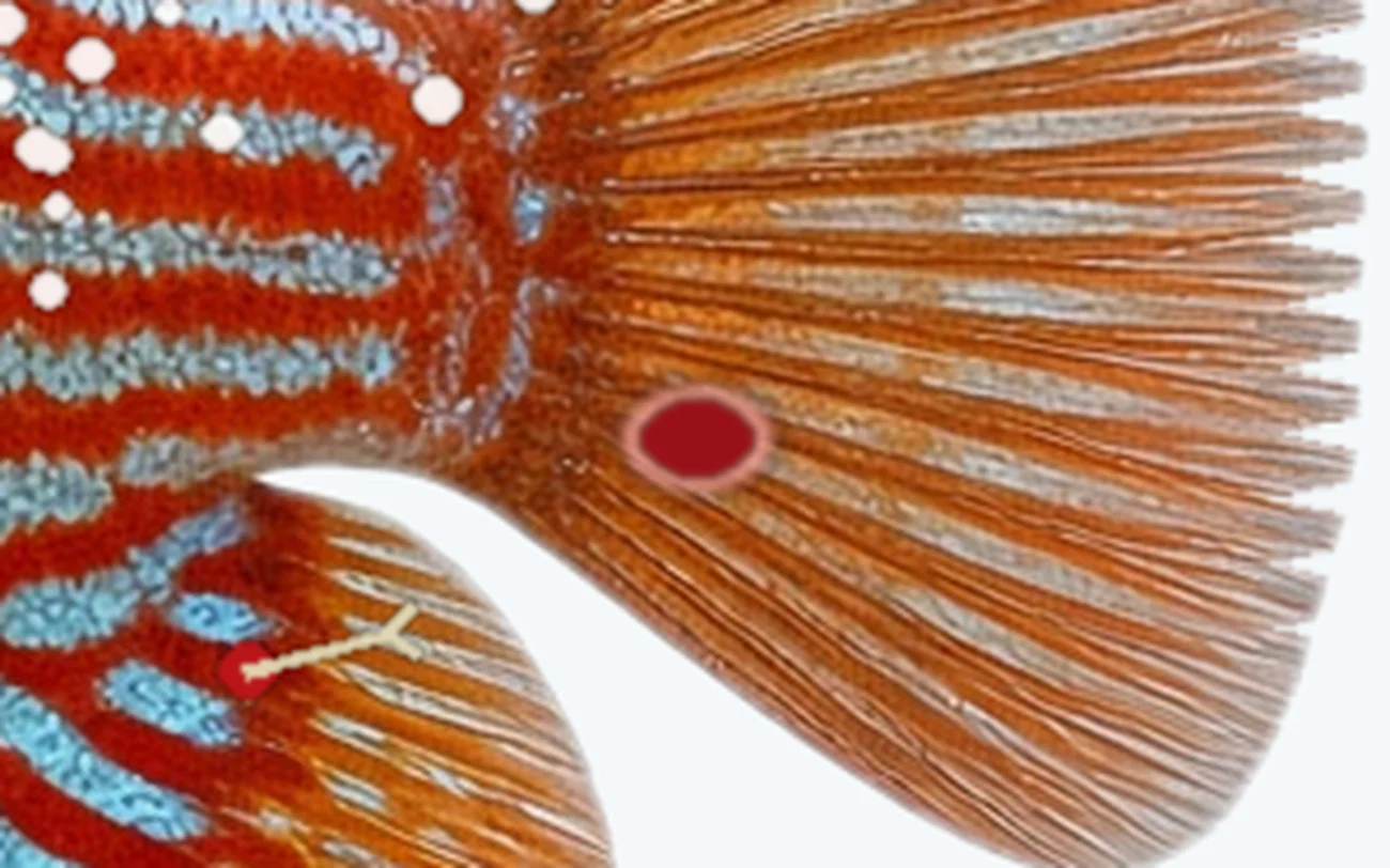 Ulcers and Red Sores in a freshwater fish