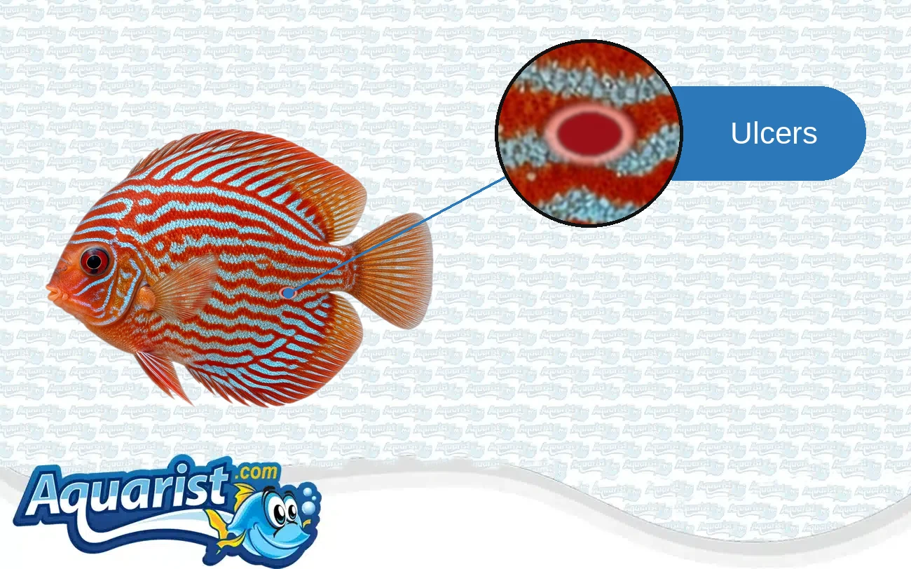 Ulcers and Red Sores in a freshwater fish