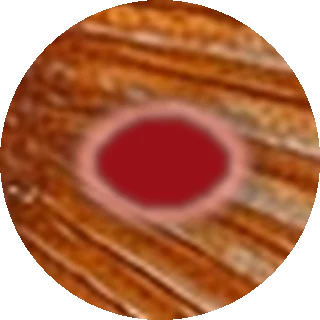 Ulcers and Red Sores close-up
