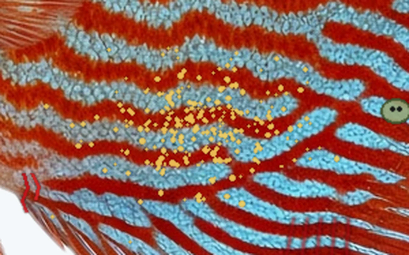 Velvet (Piscinoodinium) in a freshwater fish