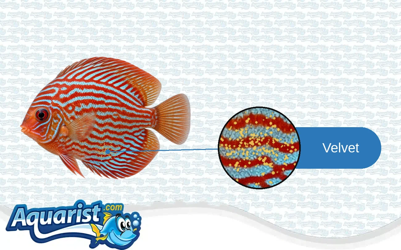 Velvet (Piscinoodinium) in a freshwater fish