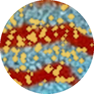 Velvet (Piscinoodinium) close-up