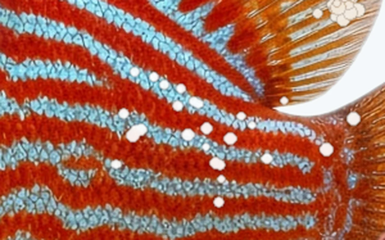 White Spot (Ich) in a freshwater fish