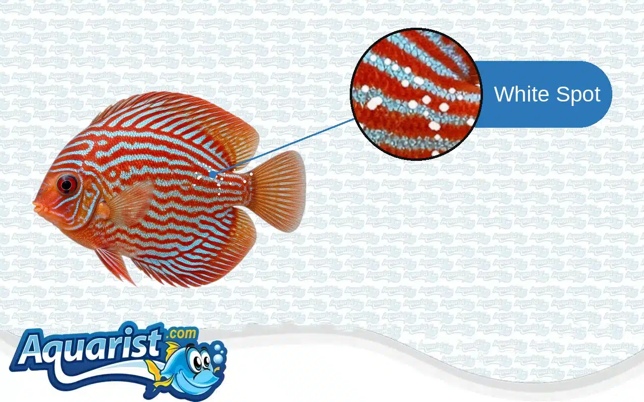 White Spot (Ich) in a freshwater fish