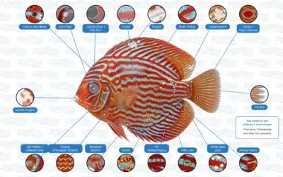Freshwater Fish Diseases