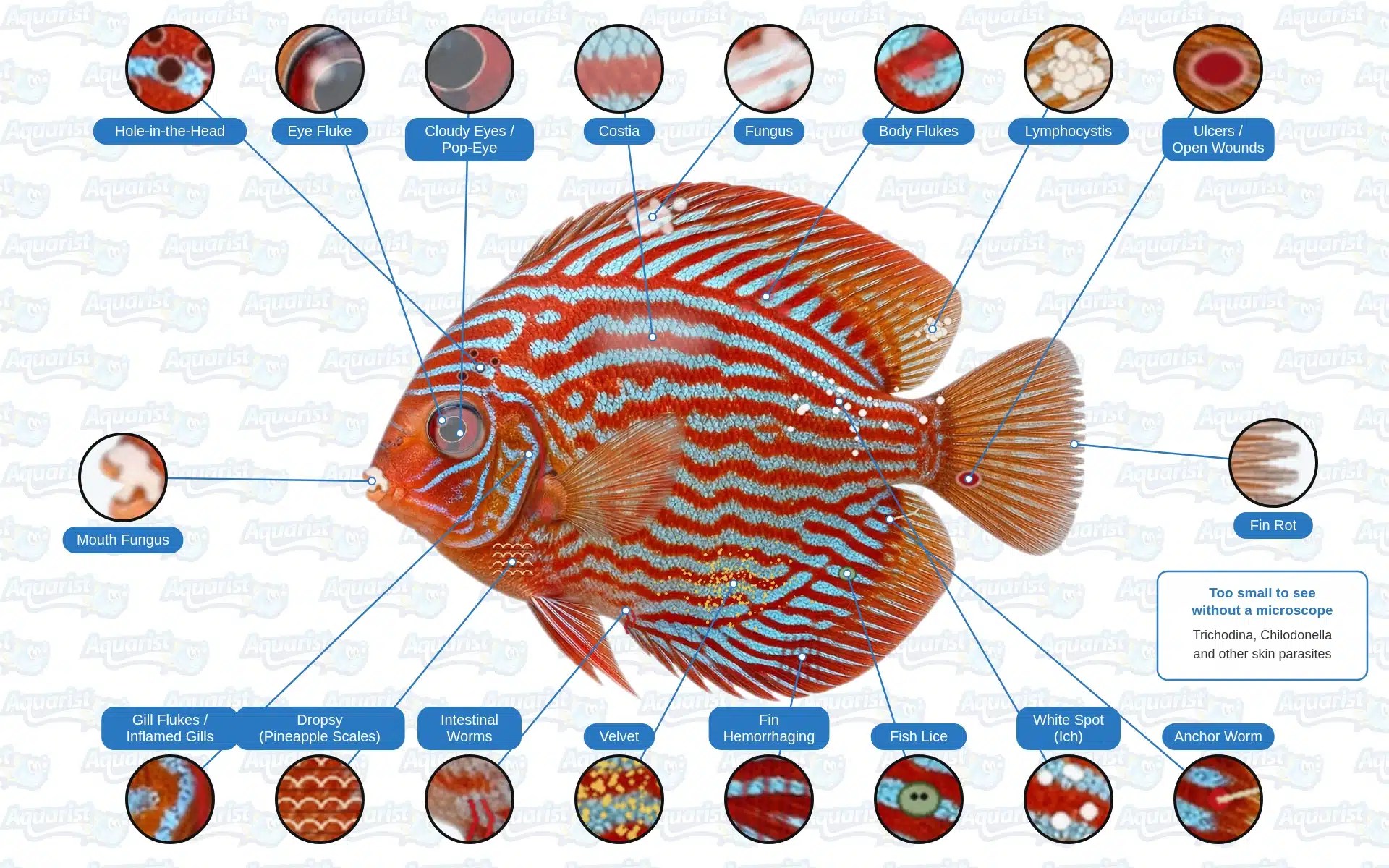 Freshwater fish diseases overview diagram showing where common diseases appear on a discus