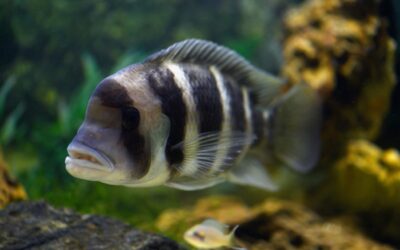 Frontosa Cichlid