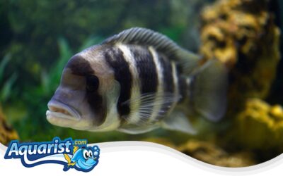 Frontosa Cichlid