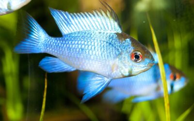 German Blue Ram