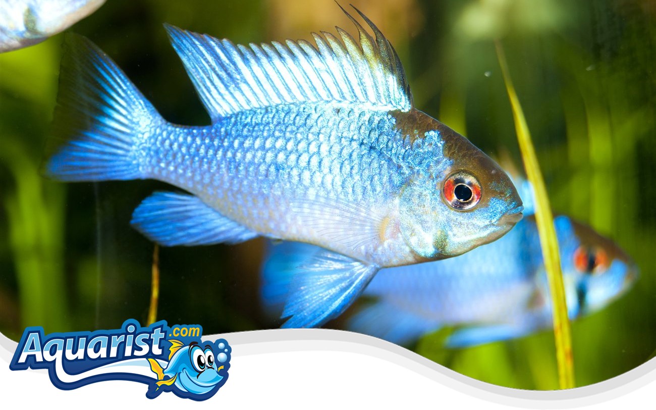 German Blue Ram (Mikrogeophagus ramirezi) in a freshwater aquarium