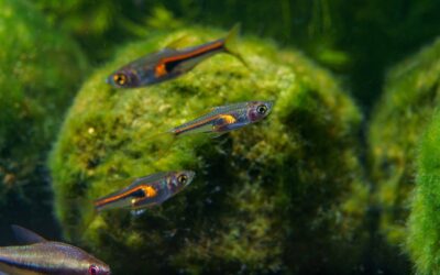 Glowlight Rasbora