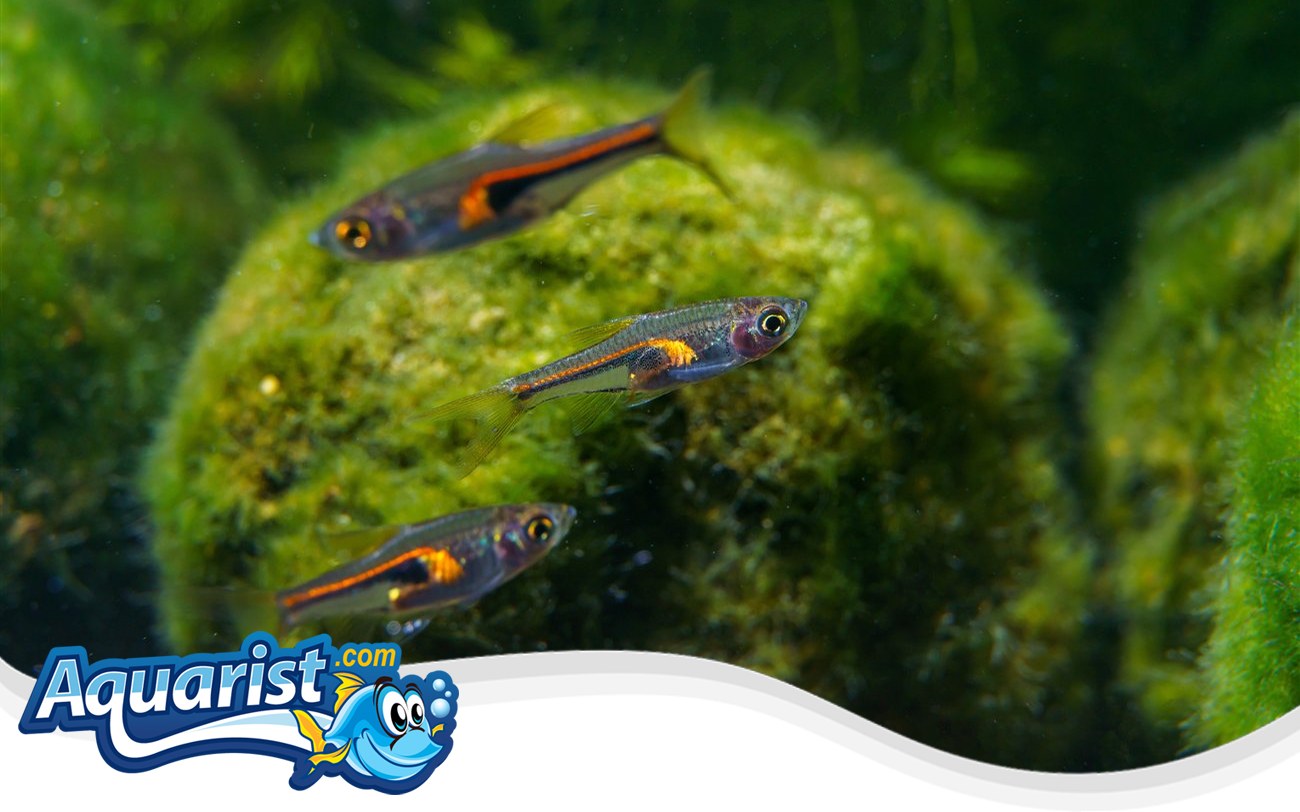 Glowlight Rasbora – Trigonostigma hengeli Glowlight Rasbora (Trigonostigma hengeli) in a freshwater aquarium