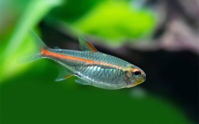 Glowlight Tetra
