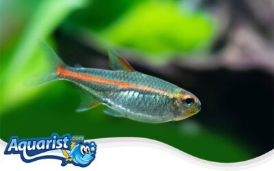 Glowlight Tetra