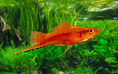Green Swordtail