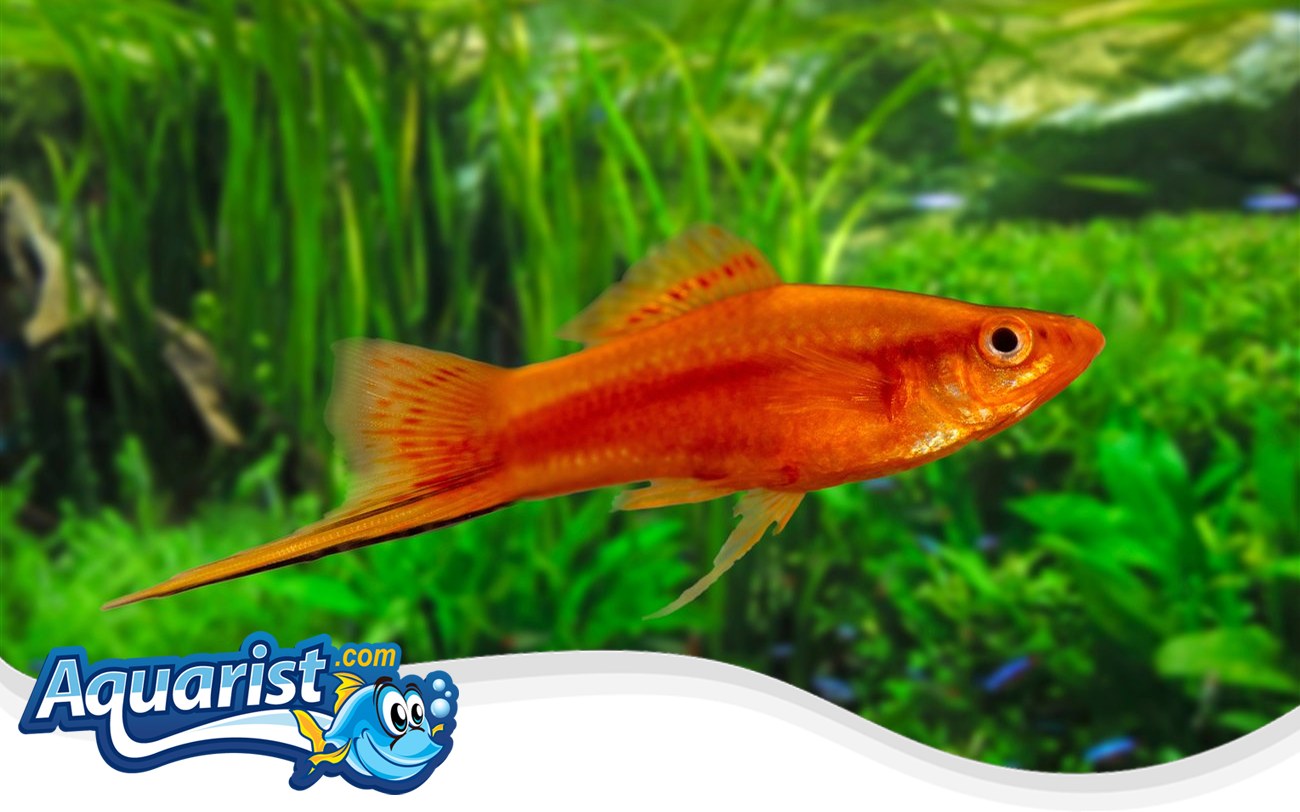 Green Swordtail – Xiphophorus hellerii Green Swordtail (Xiphophorus hellerii) in a freshwater aquarium