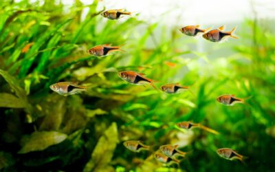 Harlequin Rasbora