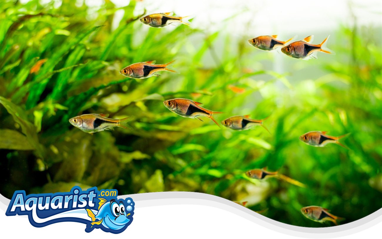 Harlequin Rasbora – Trigonostigma heteromorpha Harlequin Rasbora (Trigonostigma heteromorpha) in a freshwater aquarium