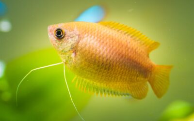 Honey Gourami
