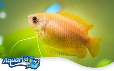 Honey Gourami