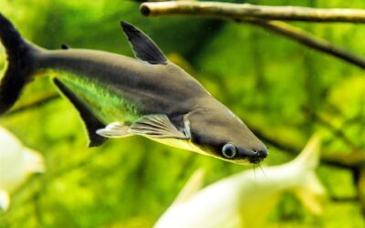 Iridescent Shark