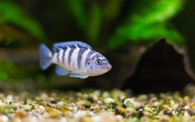 Kenyi Cichlid