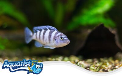 Kenyi Cichlid