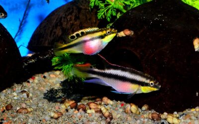 Kribensis
