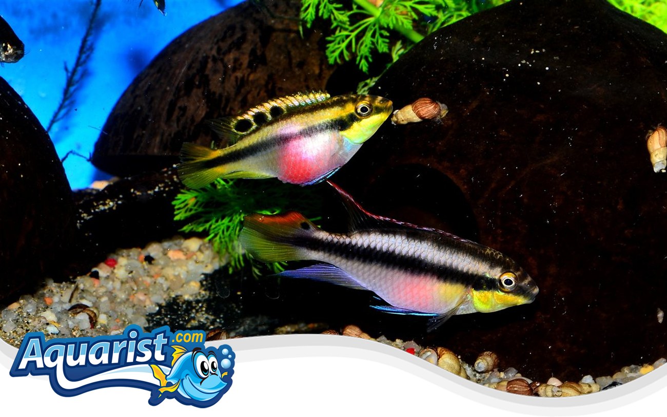 Kribensis – Pelvicachromis pulcher Kribensis (Pelvicachromis pulcher) in a freshwater aquarium
