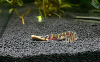 Kuhli Loach