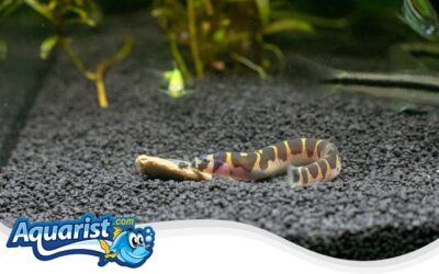 Kuhli Loach