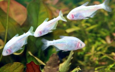 Mexican Tetra