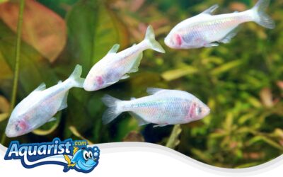 Mexican Tetra