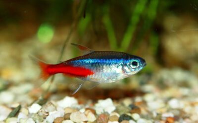 Neon Tetra