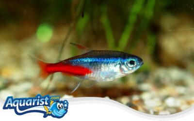 Neon Tetra