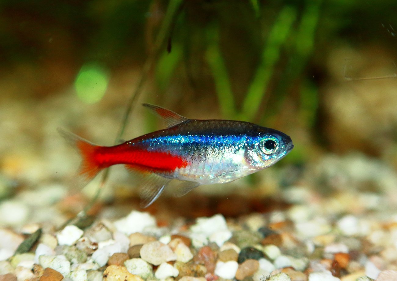 Neon Tetra – Paracheirodon innesi Neon Tetra (Paracheirodon innesi) in a freshwater aquarium