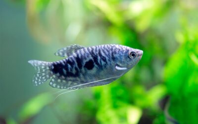Opaline Gourami