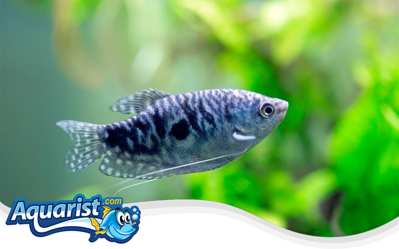Opaline Gourami – Trichopodus trichopterus Opaline Gourami (Trichopodus trichopterus) in a freshwater aquarium
